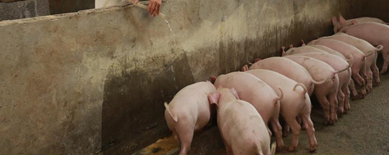 猪吃粪便怎么办，可喂服维生素B12
