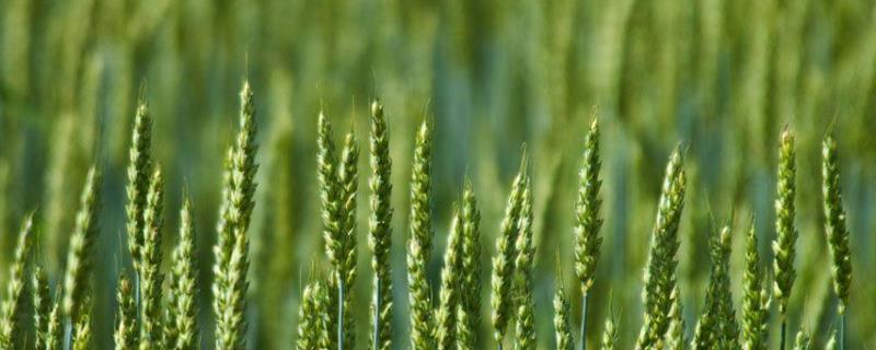 郑麦165小麦种子特征特性，半冬性品种