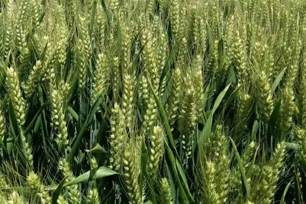 郑麦165小麦种子特征特性，半冬性品种