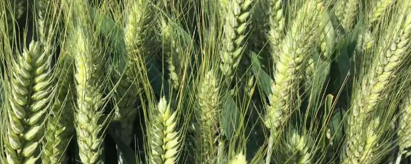 豫农810小麦品种简介，每亩适宜基本苗15～20万