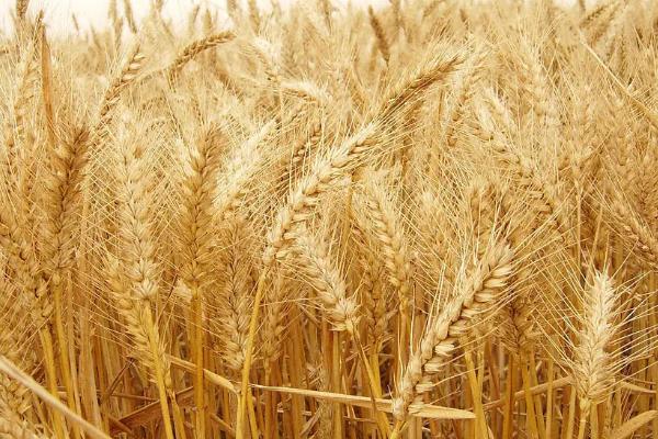 天麦139小麦品种的特性，适宜播种期10月上中旬
