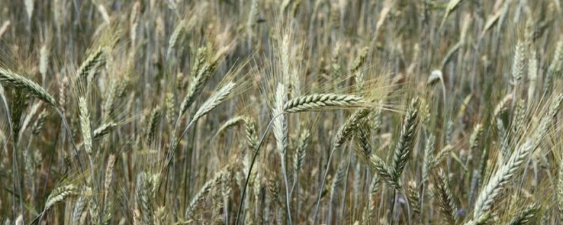 天麦139小麦品种的特性，适宜播种期10月上中旬