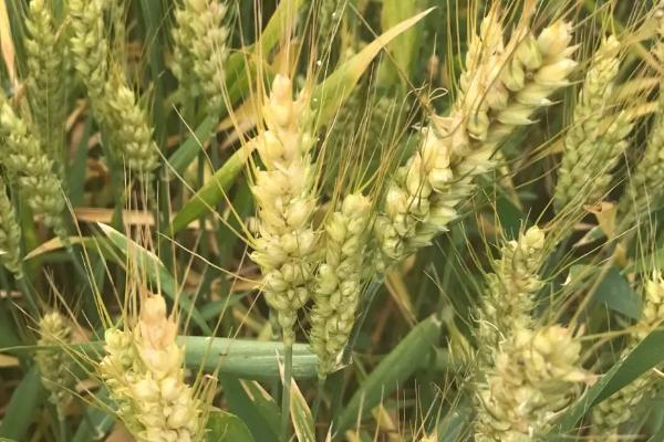 郑麦820小麦种子特征特性，半冬性品种