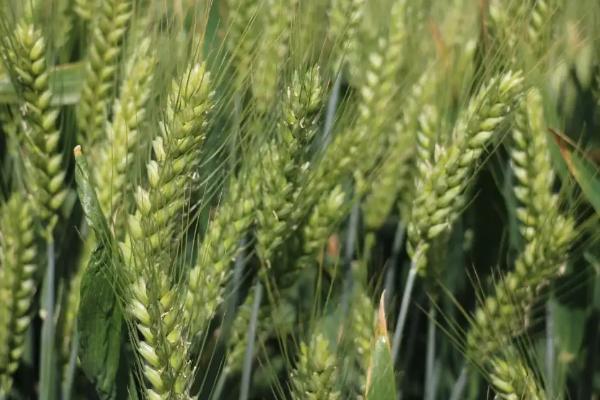豫州109小麦种简介，适宜播种期10月中下旬