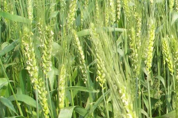 豫州109小麦种简介，适宜播种期10月中下旬