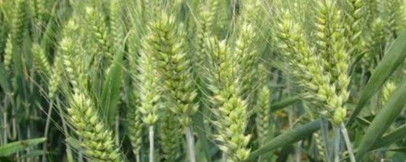 郑麦918小麦种子介绍，适宜播种期10月上中旬