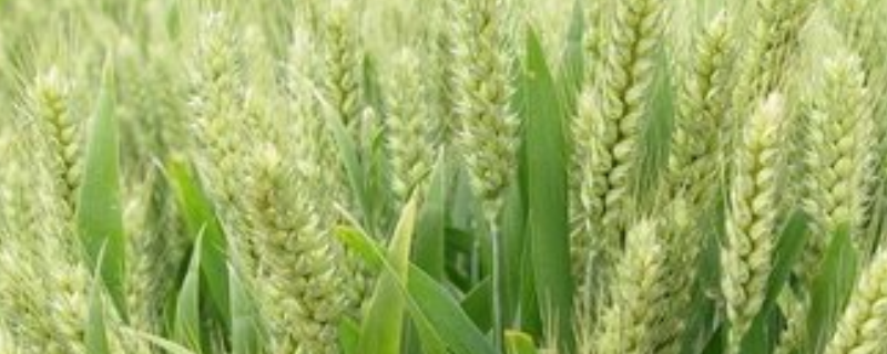 丰皇98小麦种简介，每亩适宜基本苗16～20万