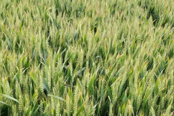 济糯2号小麦品种简介，适宜播种期10月上中旬