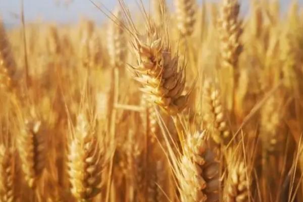 丰皇98小麦种简介，每亩适宜基本苗16～20万