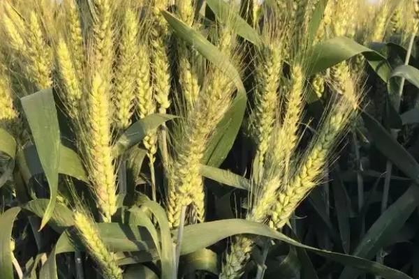 春晓159小麦种子特征特性，每亩适宜基本苗18～20万