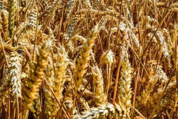 春晓159小麦种子特征特性，每亩适宜基本苗18～20万
