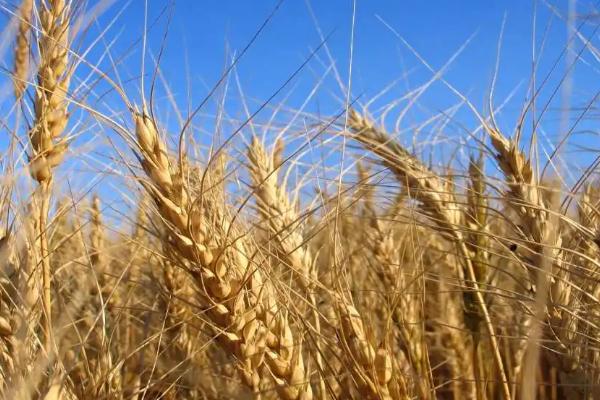 偃亳307小麦种子介绍，半冬性品种