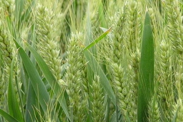 偃亳307小麦种子介绍，半冬性品种