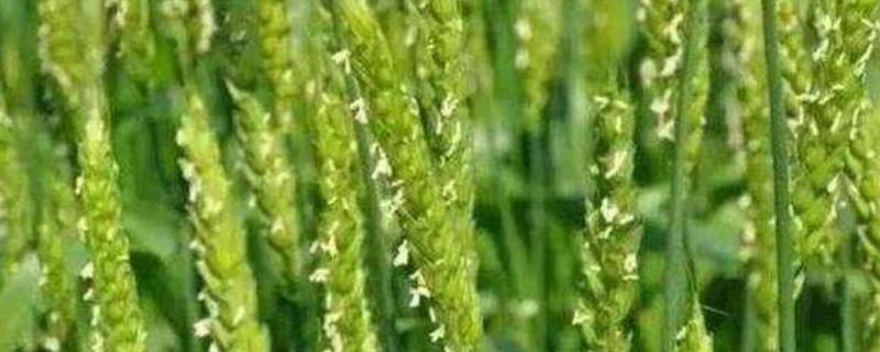 温麦2216小麦品种简介，适宜播种期10月上中旬