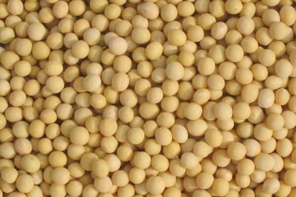 华豆17大豆品种的特性，平均生育期105.9天