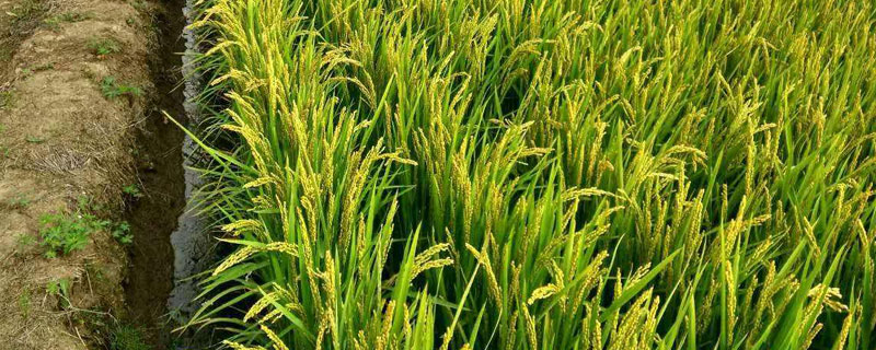 郑稻C42水稻种子特征特性，中抗稻瘟病