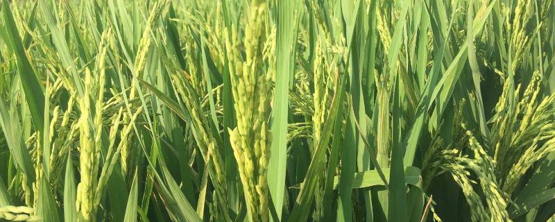 泰两优188水稻品种的特性，属两系杂交籼稻新品种
