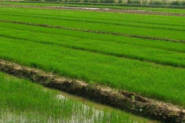 万象优982水稻种子简介，属三系杂交籼稻新品种