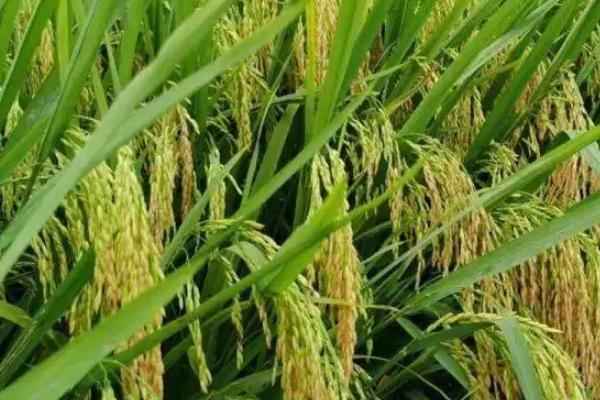 两优268水稻种子介绍，属两系杂交籼稻新品种