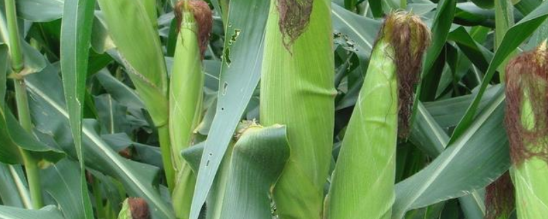 美谷999玉米品种简介，3月下旬至4月初播种