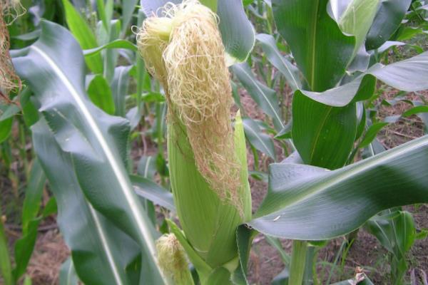 美谷999玉米品种简介，3月下旬至4月初播种