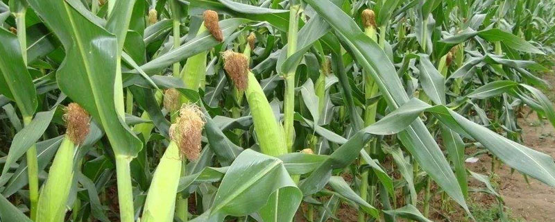 泽玉6号玉米种子特点，单作每亩种植3000株
