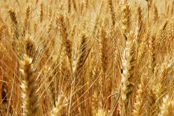 长义麦1号小麦种简介，鄂北10月下旬播种