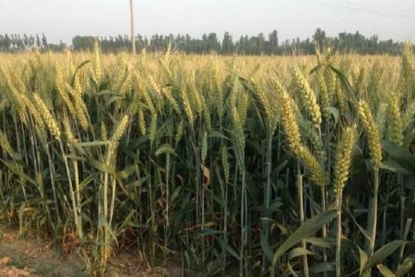 长义麦1号小麦种简介，鄂北10月下旬播种