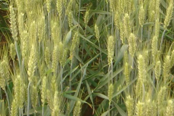 鄂麦009小麦种子特点，10月20～30日播种