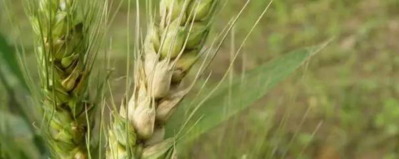 鄂麦590小麦种子特征特性，10月15～25日播种
