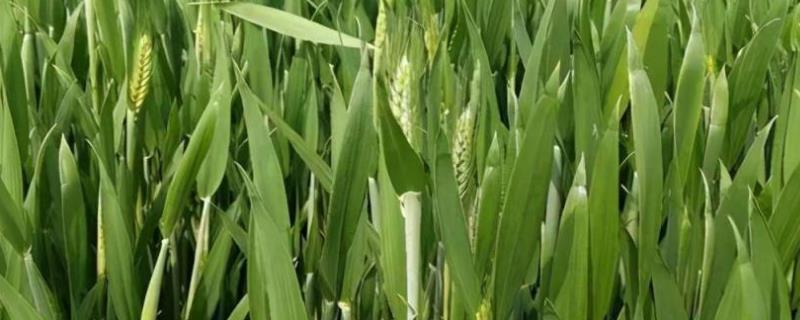 西农519小麦种子特点，小穗着生密度中等