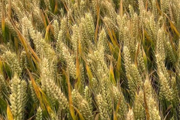 西农519小麦种子特点，小穗着生密度中等