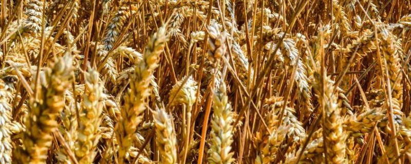 华麦1609小麦种子介绍，鄂北10月下旬播种