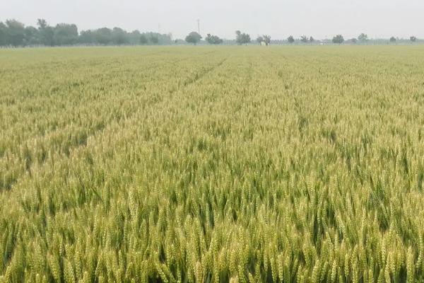 鄂麦590小麦种子特征特性，10月15～25日播种