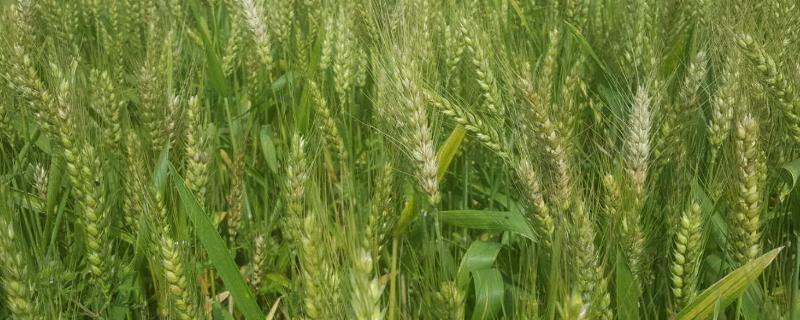 鄂辐麦1号小麦种简介，小穗着生密度稀