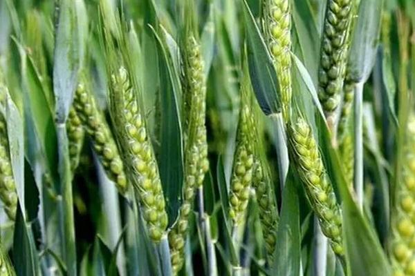 鄂辐麦1号小麦种简介，小穗着生密度稀