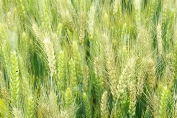 襄麦820小麦品种的特性，生育期191.0天