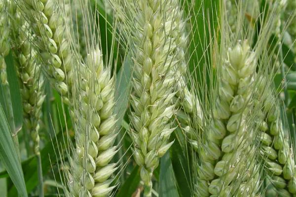 襄麦820小麦品种的特性，生育期191.0天