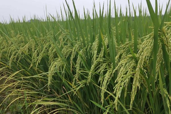 E927A水稻种简介，不育系5月中下旬播种