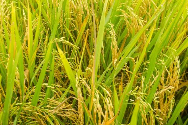 E927A水稻种简介，不育系5月中下旬播种