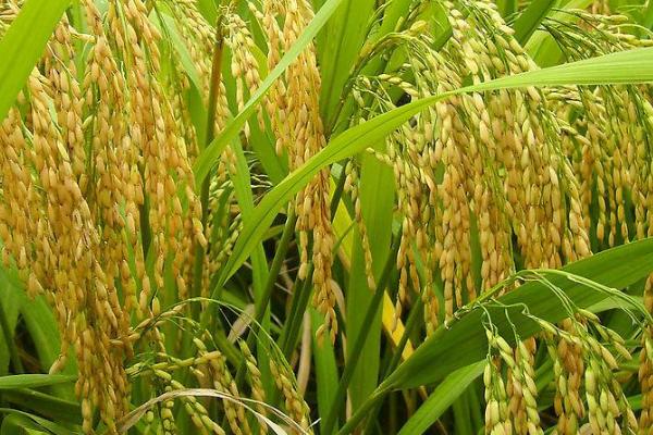 楚华珍占水稻品种的特性，鄂北5月下旬播种