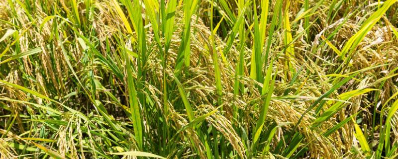 E农3S水稻品种的特性，在武汉4月中旬至6月中旬播种