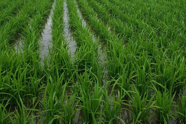 箴9311S水稻种子特征特性，在荆州4月下旬至6月上旬播种