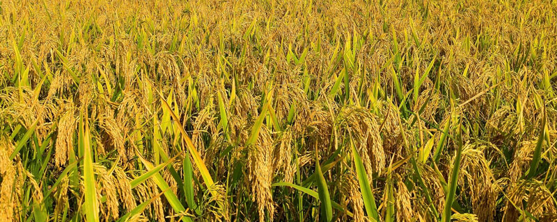 箴9311S水稻种子特征特性，在荆州4月下旬至6月上旬播种