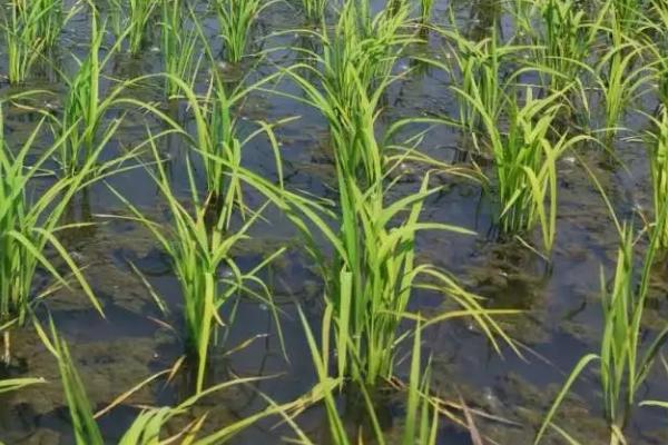 E农3S水稻品种的特性，在武汉4月中旬至6月中旬播种
