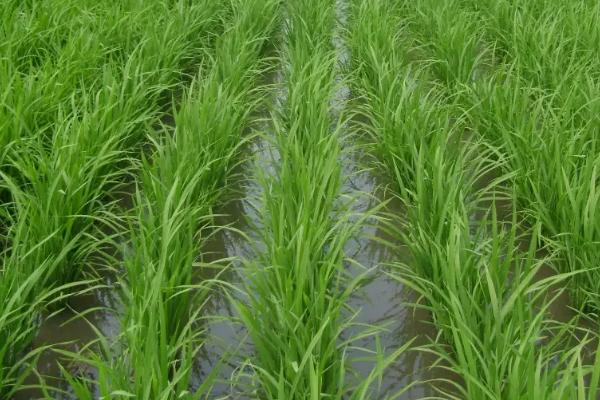 源两优9590水稻种子介绍，鄂北4月中下旬播种