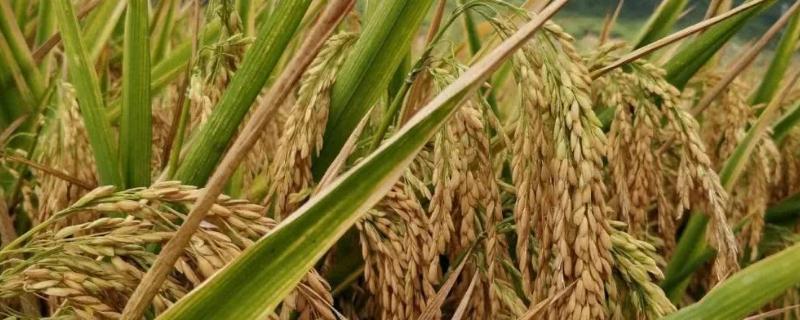 襄粳275水稻种子特征特性，播种前宜用咪鲜胺浸种