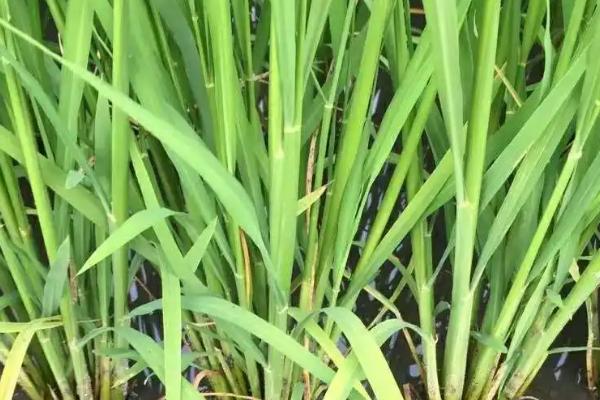 华两优2115水稻品种的特性，5月下旬至6月初播种