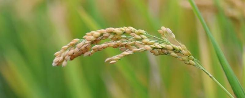 襄两优827水稻品种简介，秧田亩播种量10公斤左右