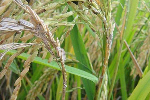 E两优242水稻种子特点，属中熟偏迟籼型中稻品种